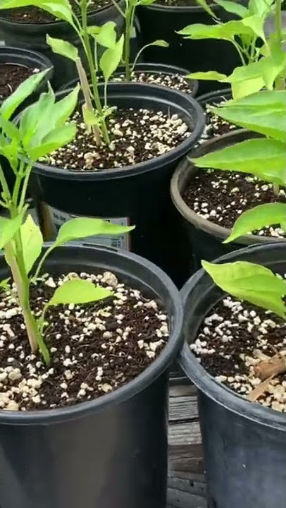 Jimmy Nardello Sweet Italian Pepper Seedlings