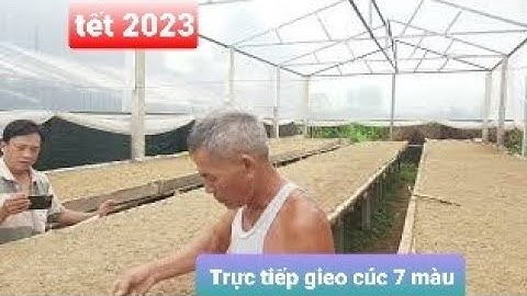 Trực Tiếp Cách Gieo Giống Cúc 7 màu giống Indo Tết 2023