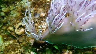 Giant dendronotid attacks tube anemone