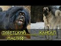 КТО СИЛЬНЕЕ!Тибетский мастиф против кангала!//батл собак//(ANIMALS BATTLE BIT)