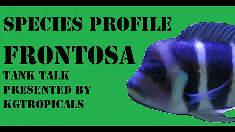 What fish can you keep with frontosa?