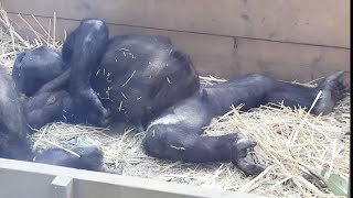 へそ天で爆睡♪大きなお腹で寝る姿が母親そっくりなキンタロウ⭐️ゴリラ Gorilla【京都市動物園】The sleeping Kintaro&#39;s big belly is just like mom.