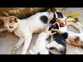 Anak Kucing Menyusui Kucing Imut | Binatang Peliharaan