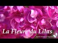 La Fleur du Lilas est comestible, bonne pour l&#39;hypertension.