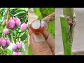 Best natural fertilizer for mango tree cutting | Best fertilizer