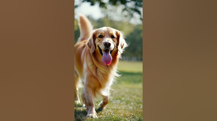Watch This Happy Dog Zoom Around!