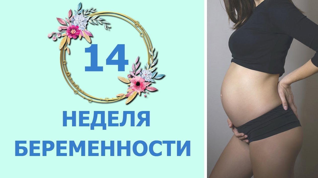 Конец 14 недели. Беременность в 14. 14 Недель беременности размер.