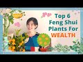 Top 6 feng shui plants for wealth  lucky feng shui plants