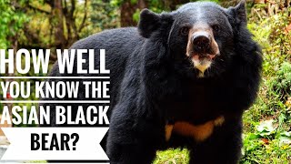 Asian black bear || Description, Characteristics and Facts!