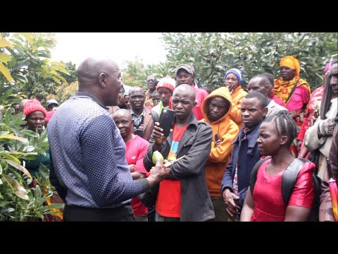 Video: Vifua Vya Kuni Vikali Vya Droo (picha 57): Pine, Mwaloni Na Miti Mingine, Vifua Vyeupe Vya Mbao Vya Kuteka Na Dhahabu Na Mifano Mingine Ya Makazi Ya Majira Ya Joto Na Ghorofa