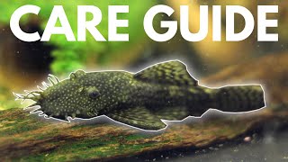 How to Care for Bristlenose Plecos (Beginner Guide)