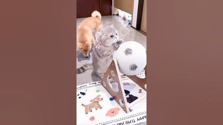 Video 10819951: cat kitten cutecat pets, kitten pets funny cutecat, cat kitten cute pets, kitten cat ball