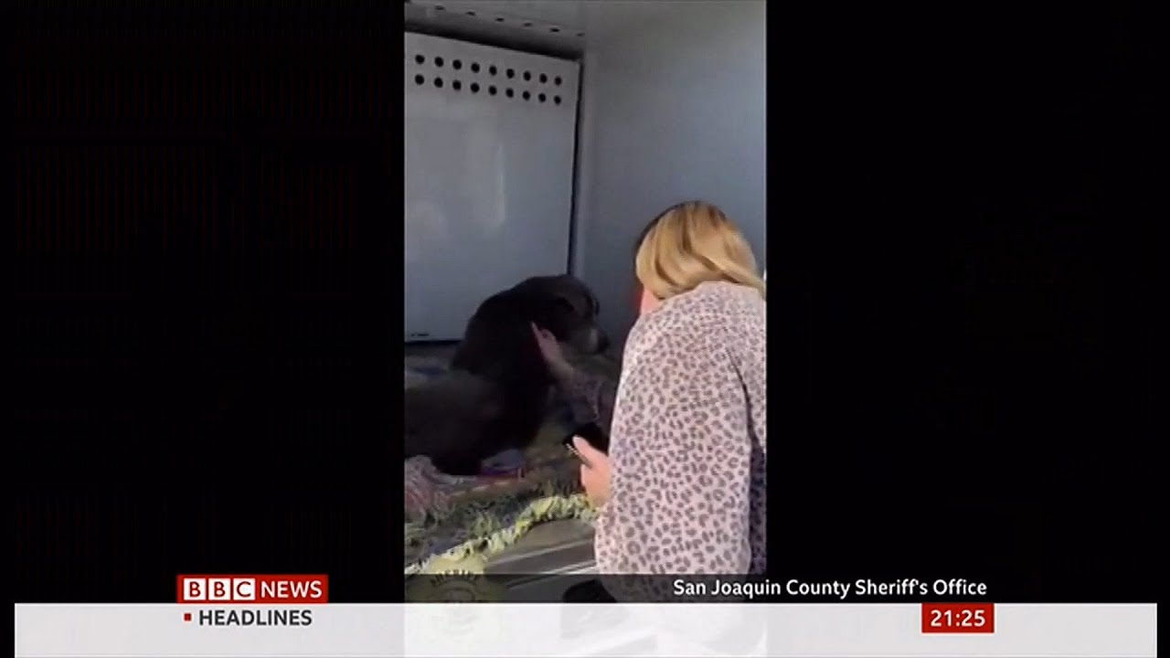 Missing dog reunited with family after 12 years (USA) - BBC News - 20th ...