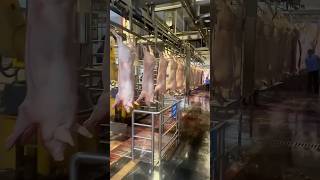 The World's Largest Meat Processing Plant?🏭🐷