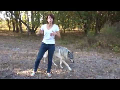 Caractère Du Chien Loup Tchécoslovaque Lorée Du Loup