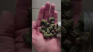 Live Resin Vs Cured Resin