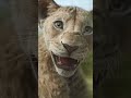 I Always Wanted A Brother рџ Ѓ Mufasa The Lion King Disney Kids I Always Wanted A Brother рџ Ѓ Mufasa The Lion King Disney Kids