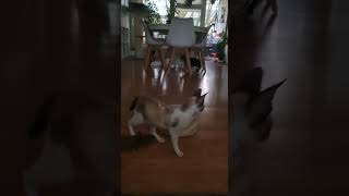 Special kitty in new sweet home,  it was fight between life and death,  between sick and healthy. by Diana Horn 47 views 2 years ago 3 minutes, 45 seconds