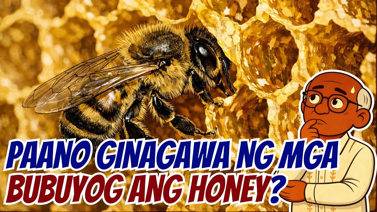 Paano Ginagawa Ang Honey? Ang Science sa Likod ng 'Magic' ng mga Bubuyog [ID1601]