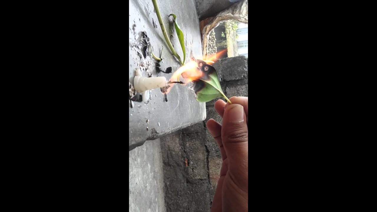Burning of camphor leaf YouTube