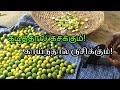 சும்மா கிடந்தா இப்படி வருமா! | தும்மட்டிக்காய் |