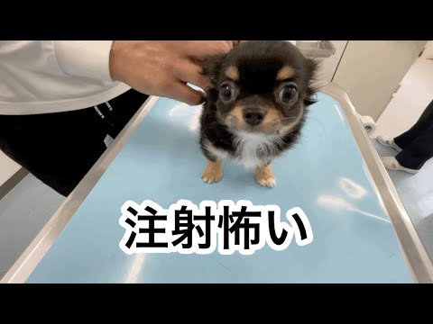 【チワワとダックスフンドの予防接種】