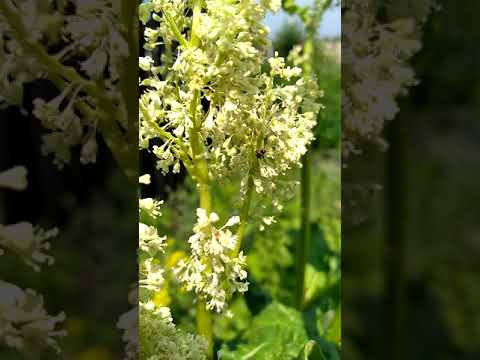 Βίντεο: Φυτά ραβέντι γυμνής ρίζας: Πώς να φυτέψετε γυμνό ραβέντι στον κήπο
