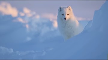 ARCTIC FOX EXPERTS Reveal SHOCKING Secrets!