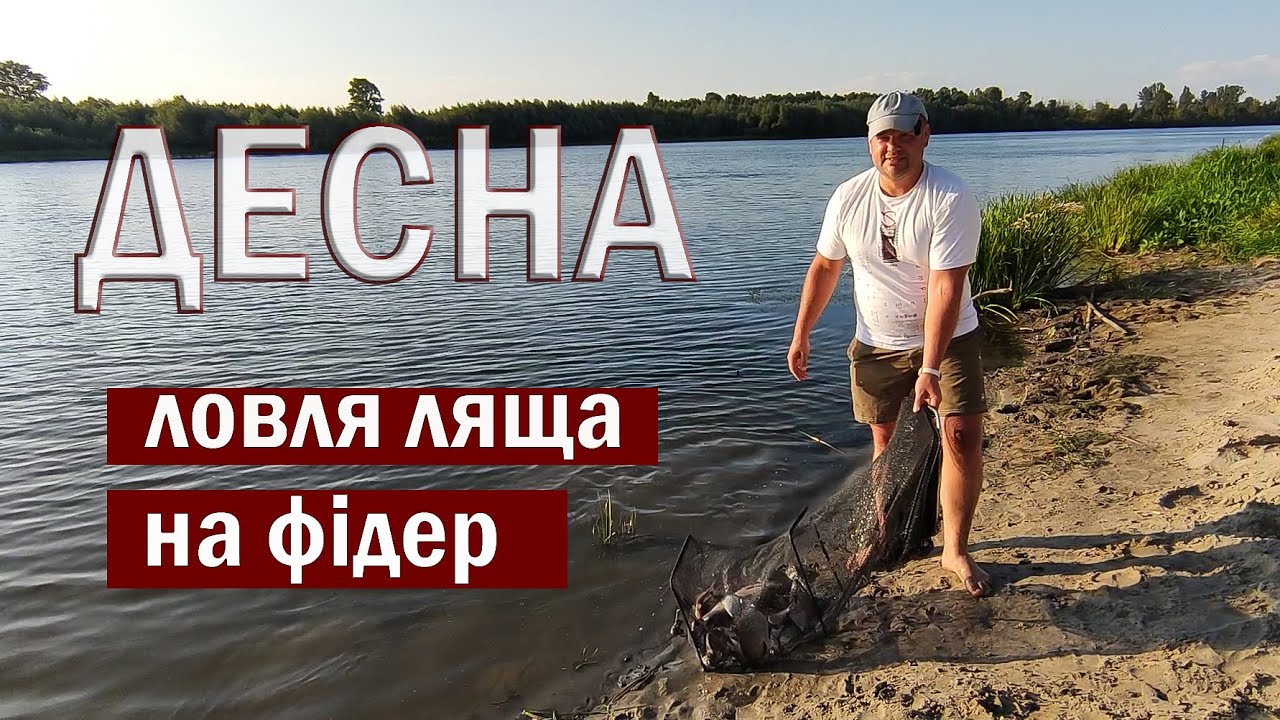 Бронзові лящі в обідню спеку