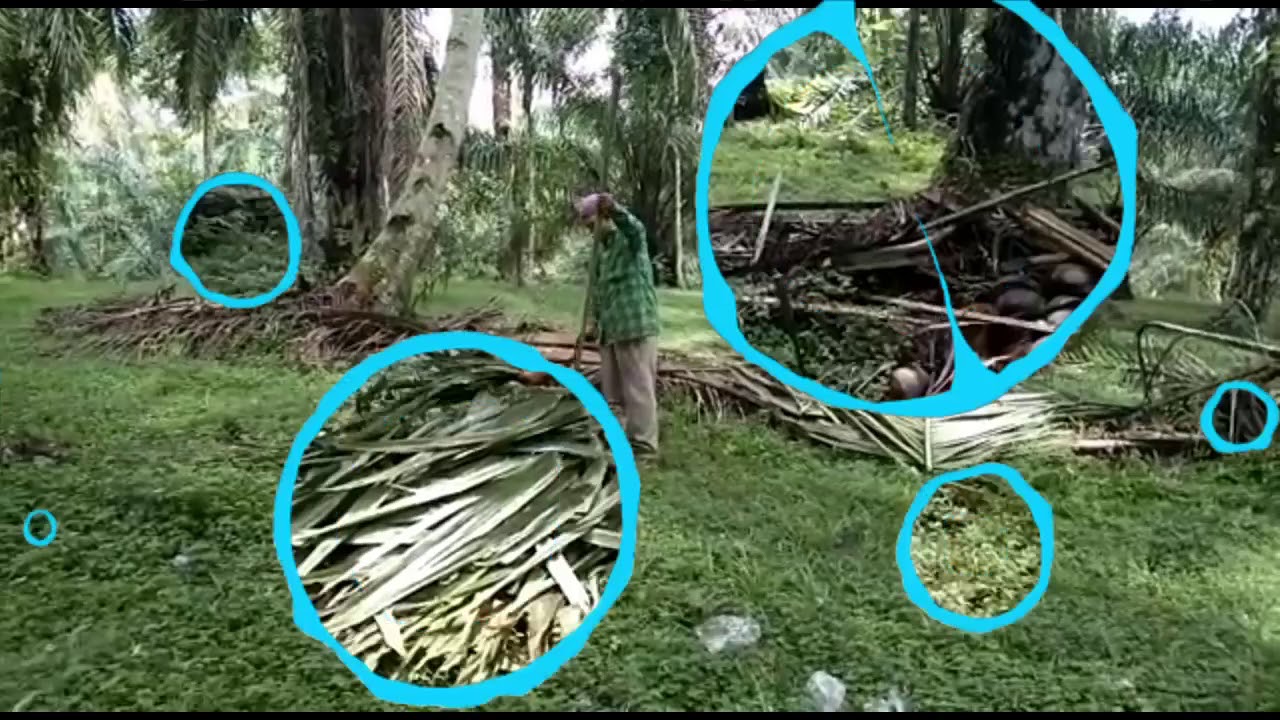 utilize palm oil waste