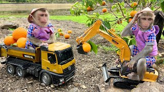 Bim Bim drives a excavator to harvest orange