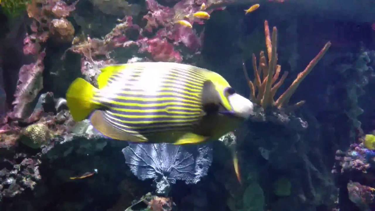 Aquarium at the Fort Wayne Children’s Zoo YouTube