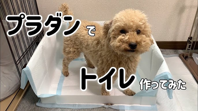 足を上げて思う存分おしっこできる犬用トイレ Youtube 足を上げて思う存分おしっこできる犬用トイレ Youtube
