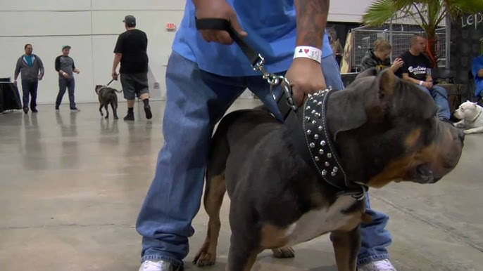 Dog Shows: What you need to know before getting in the ring - Bully Max