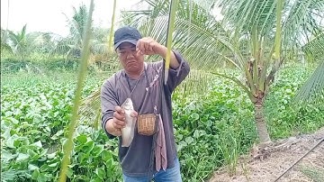 Câu cá rô đồng, cá  thác lác mùa nước nổi , ai câu kinh này cũng phải rung tay với bày cá khủng.