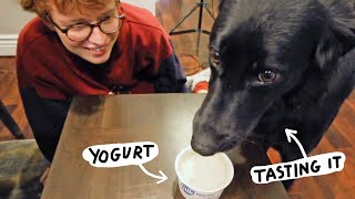 Tasting Oat Milks (dog in video)