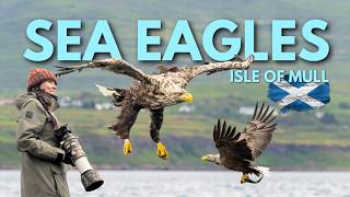 My First Time Photographing Sea Eagles | Isle of Mull