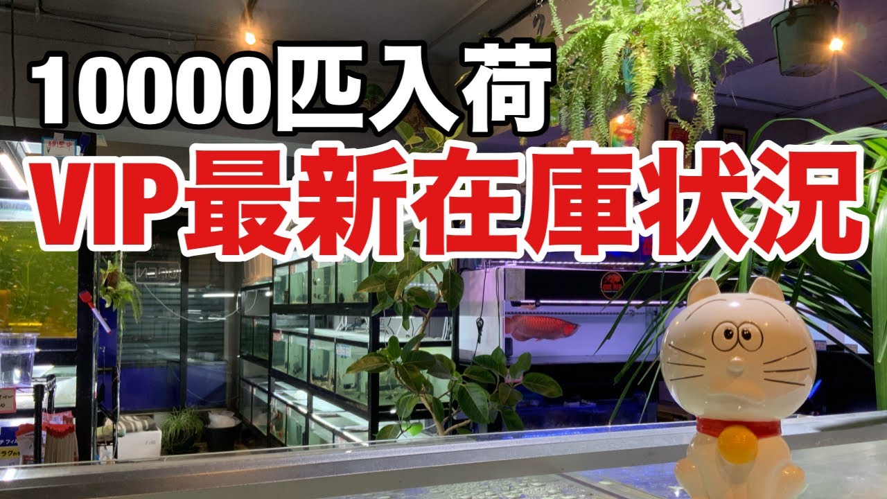 10 000 в наличии! Актуальный статус VIP-наличия