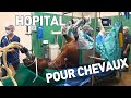 Super vétos pour super chevaux - Documentaire Santé (In-Vivo France 5)