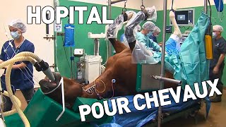 Super vétos pour super chevaux - Documentaire Santé (In-Vivo France 5)