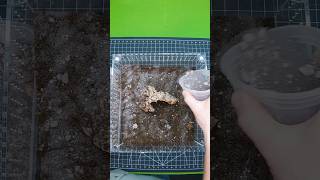 Can You Guess What Species Im Building This Enclosure For?