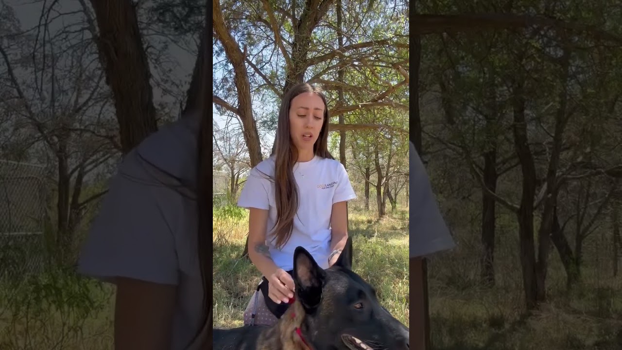 RESCUE UPDATES! Our property, Cadet (deaf dog), Riley, New Puppies, Training, Fosters & More