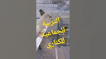 اهمية تربية طيور الكناري في مجموعات في فصل الصيف 