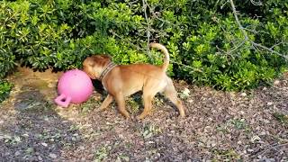 Asher The Staffy And His Jolly Ball