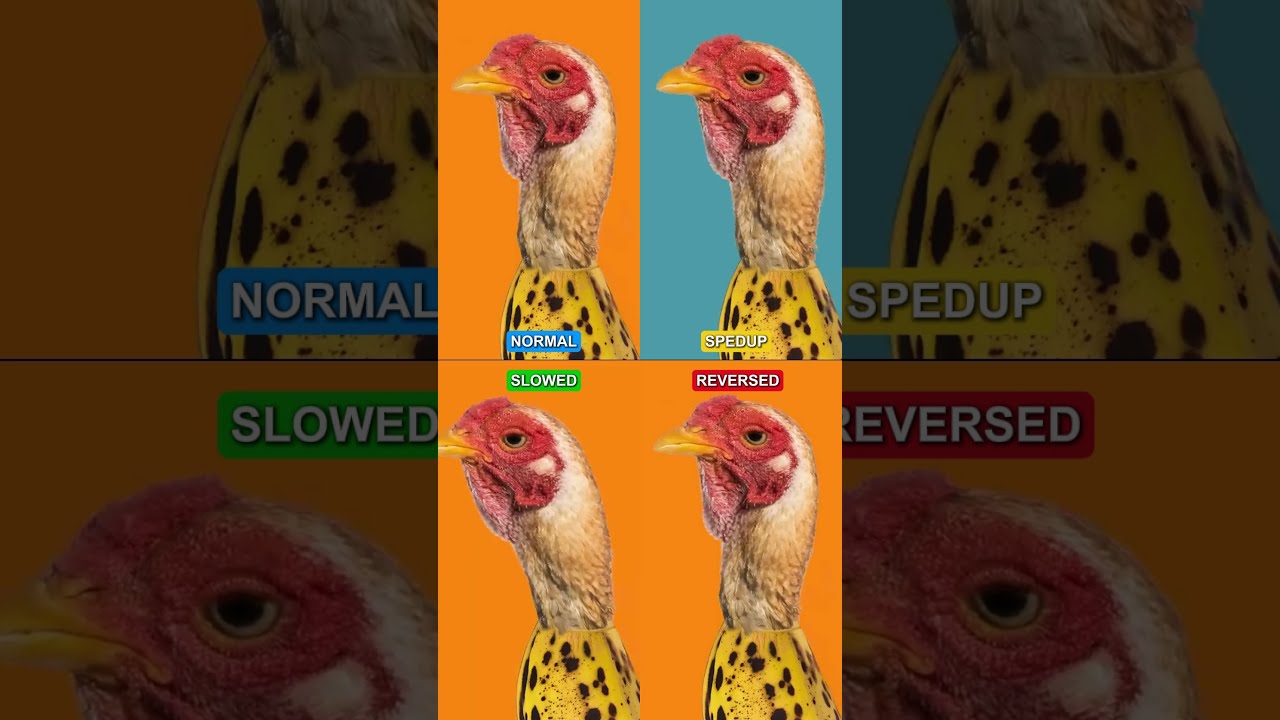 Songs That Sound Good Every Version: CHICKEN BANANA #shorts #trending #music #Chicken #banana #fyp