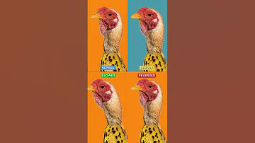 Songs That Sound Good Every Version CHICKEN BANANA Shorts Trending Music Chicken Banana Fyp 