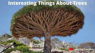 Top 10 Interesting Things About Trees