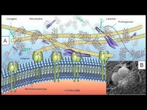 Vidéo: Quelle est la matrice extracellulaire du sang ?