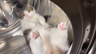 Cute cats in the laundry machine