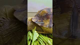 Red Foot Tortoise Care Tips!
